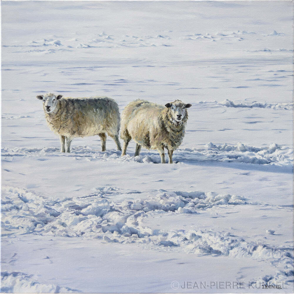 Syltimpressionen No. 19, Schafe, Öl auf Leinwand 50x50 cm